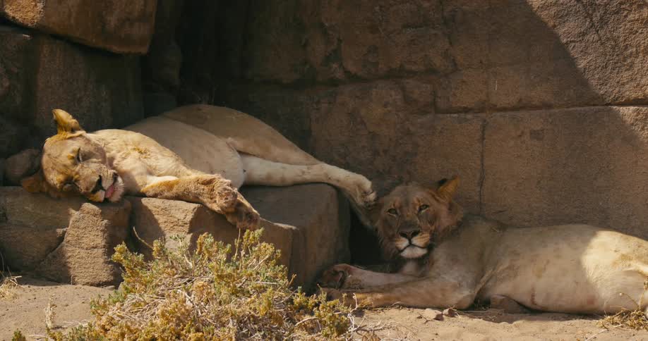 A pair of desert-adapted lions get some rest in the shade on a very sunny day