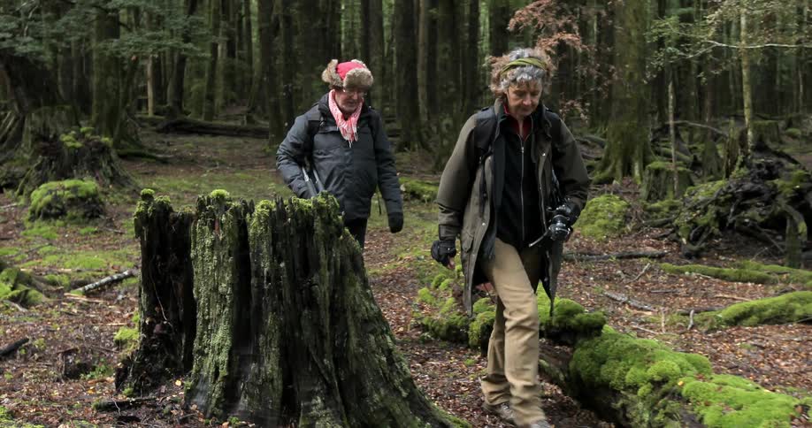 Two people walk with camera equipment in a forest