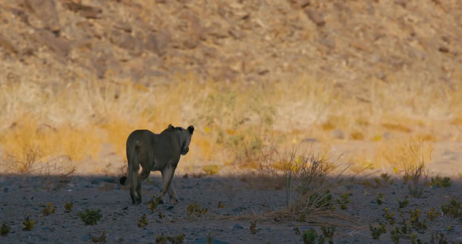 A desert-adapted lion is walking among scattered vegetation across the ground near a steep mountainside