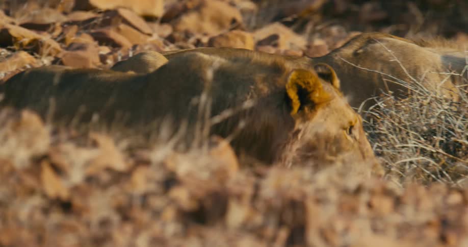 A large desert-adapted lion slowly walks up to another lion and interacts with it