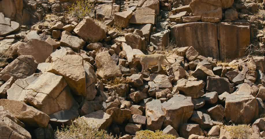 A desert-adapted lion walks along a rock wall