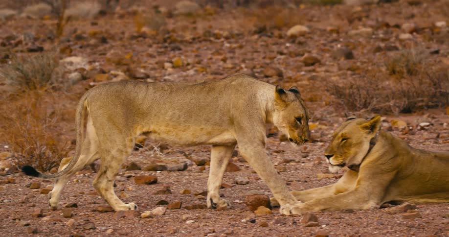 A female desert-adapted lion strolls across a rocky field until it meets another lion resting