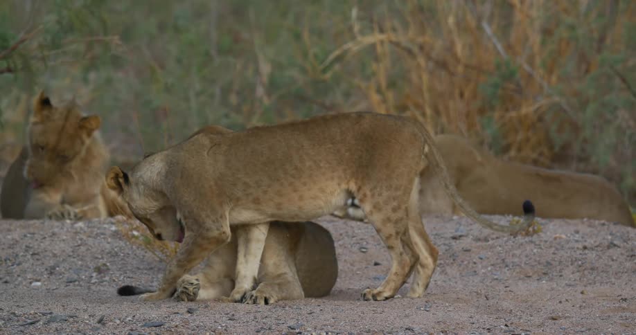 A desert-adapted lion walks up to another one that is reclining and rubs against it