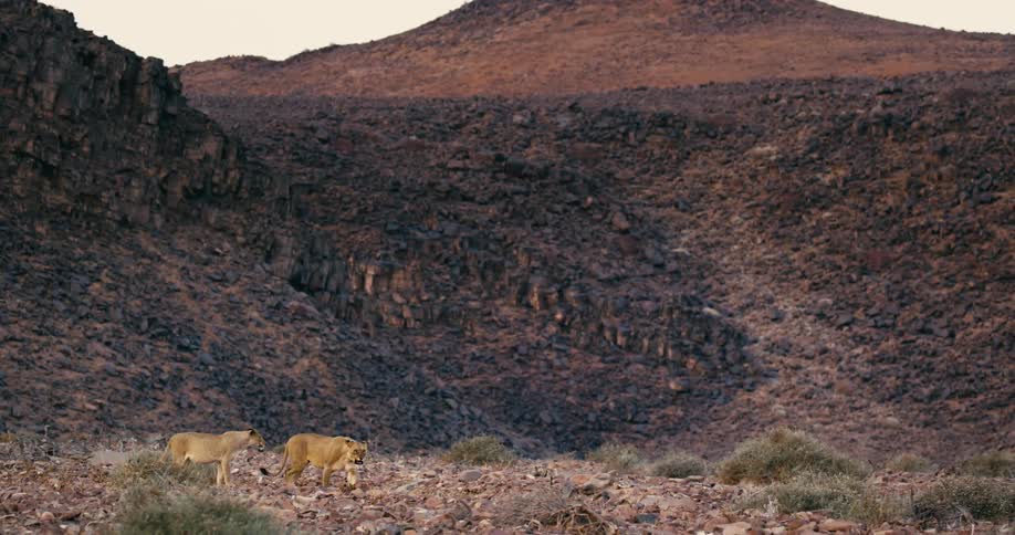 Two desert-adapted lions walking next to each other on a rocky surface with mountains behind them