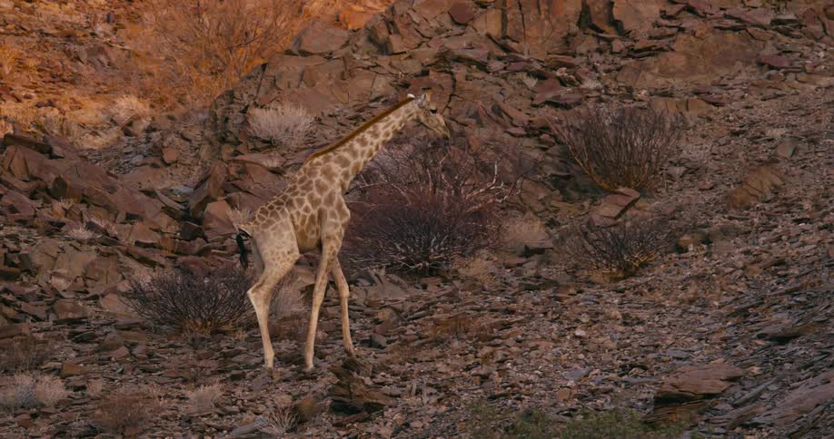 A giraffe is walking on rough rocky terrain along a mountainside