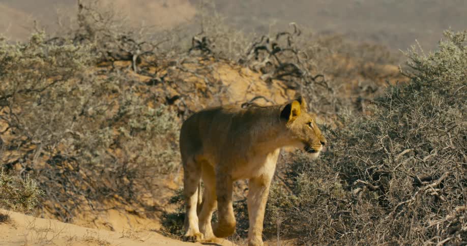 The view is of a desert-adapted lion wandering around the wilderness in the day time