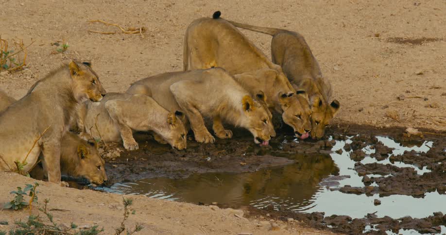 A group of desert-adapted lion are drinking from a puddle of water