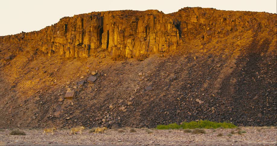 A pride of desert-adapted lions slowly walk together next to a rocky slope