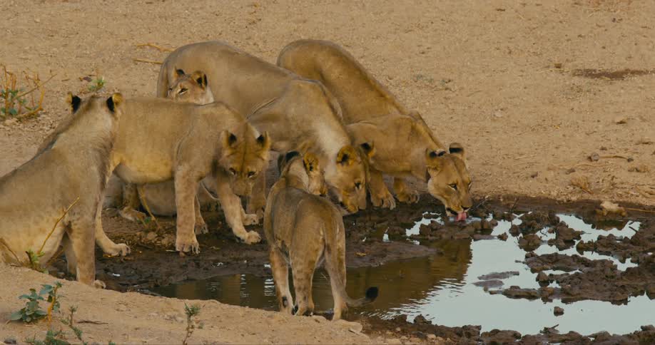 A pride of desert-adapted lions drinking from a muddy puddle