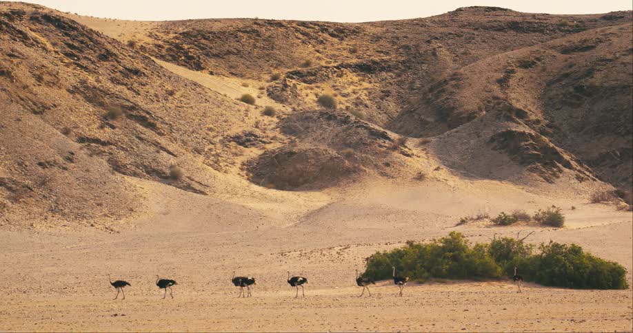 A row of seven flamingos walks across a desert with mountains