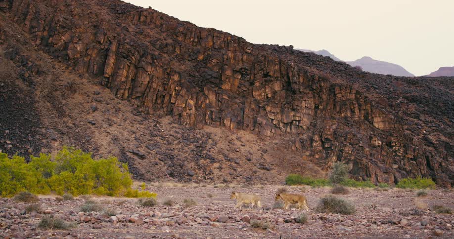 Desert-adapted lions are walking through the wilderness at dusk