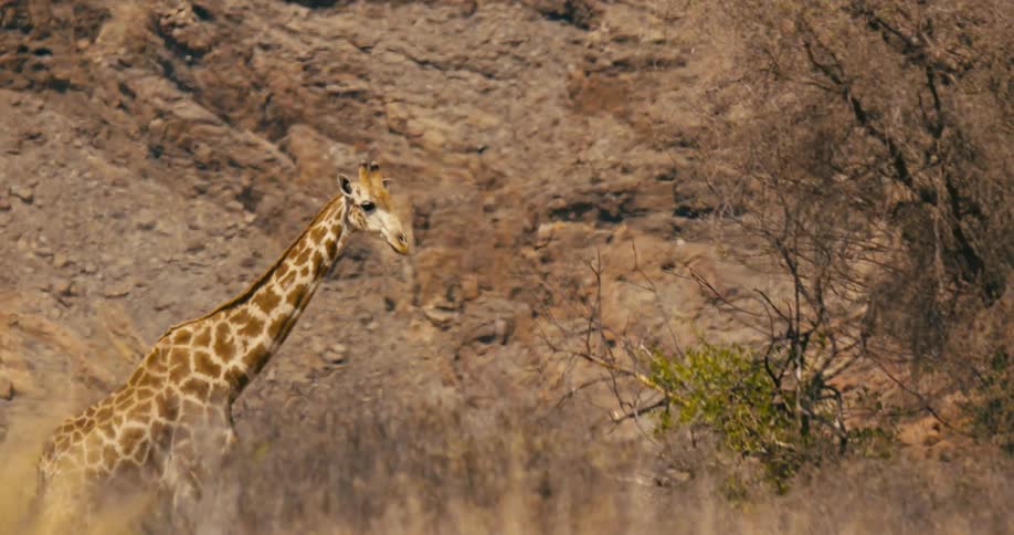 A giraffe is walking among dry grass and plants near rocks and boulders along a mountainside as it turns its head and looks to the side