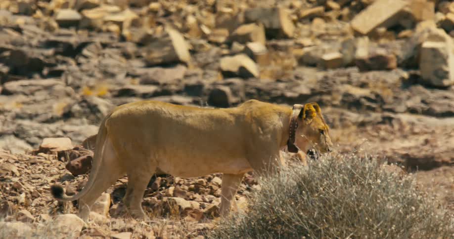 A collared desert-adapted lion walks through rocks in a field
