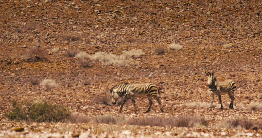 Two graceful zebras strolling through a desolate parched landscape adorned with dry brown land and sparse withered grass evoking a sense of solitude in their surroundings