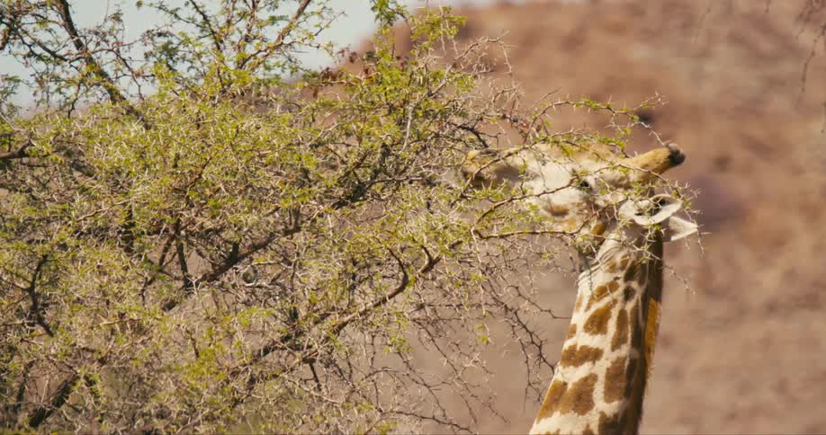 The view is of a giraffe eating a tree in the day time