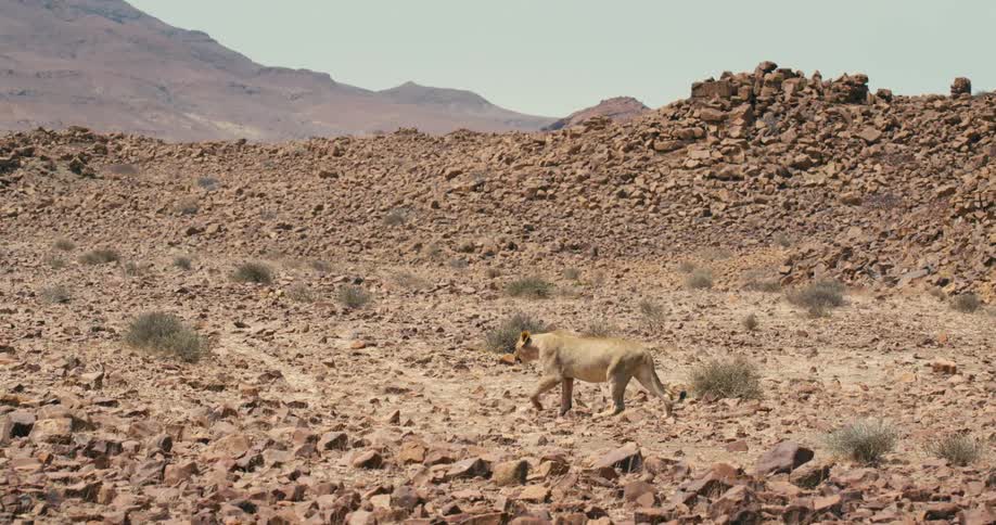 A desert-adapted lion walks alone through a rocky landscape during the day