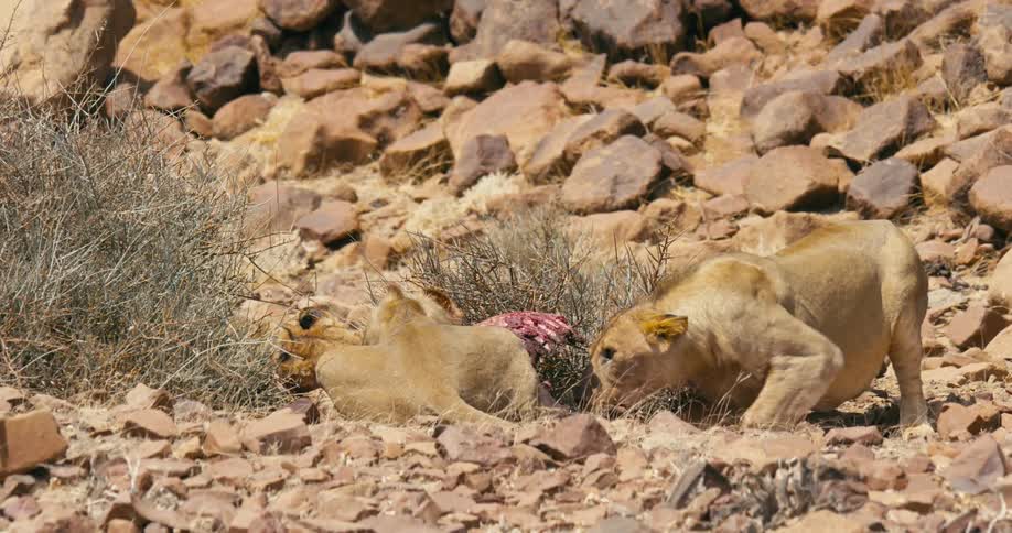 A group of three desert-adapted lions feast on the carcass of a dead animal