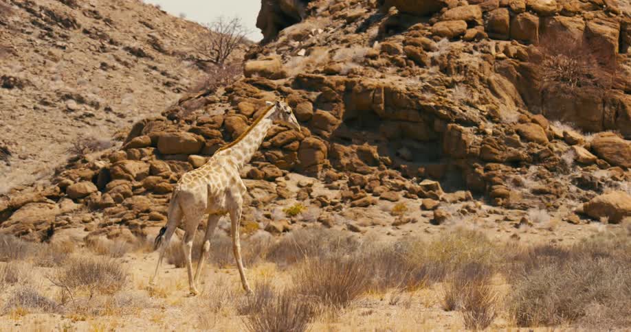 A giraffe is walking among dry grass and plants near rocks and boulders along a mountainside