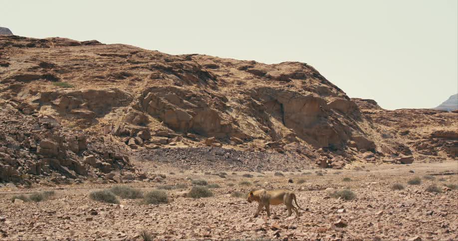 The view is of a desert-adapted lion wandering outdoors in the wilderness