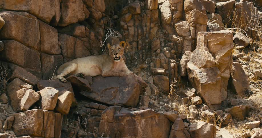A desert-adapted lion laying on a large rock in a shadow panting and looking around slowly