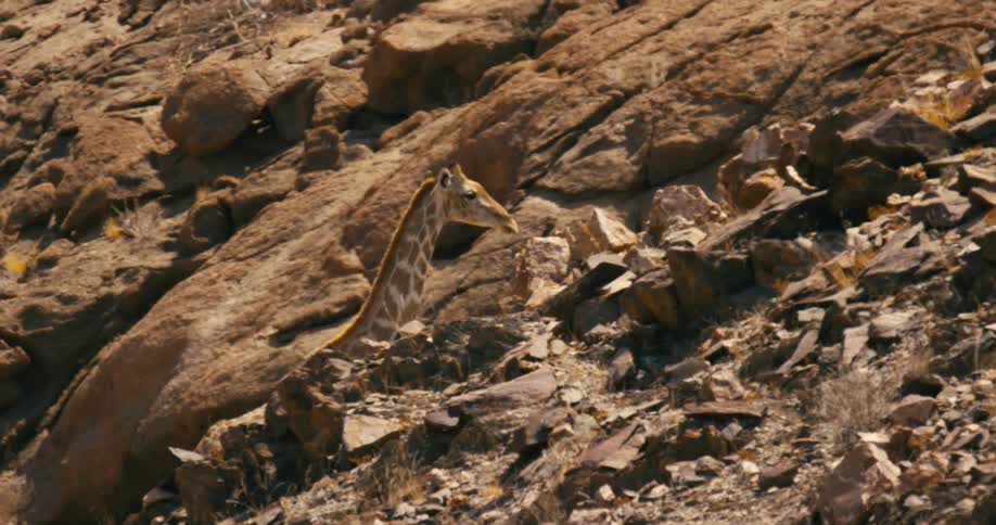 A giraffe walking slowly toward a rock face at the base of a mountain and stopping