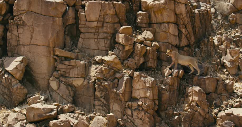 A desert-adapted lion is crawling up a mountainous landscape