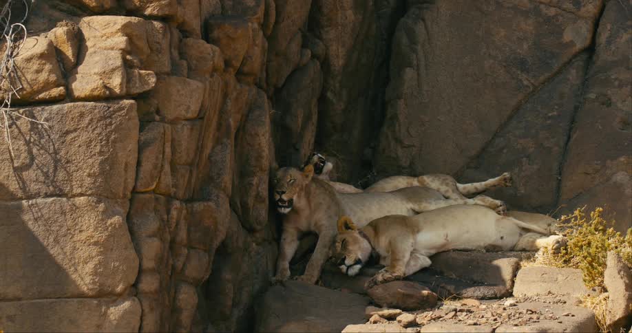 A trio of desert-adapted lions are huddled together while resting in the shade