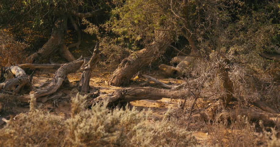 A desert-adapted lion is laying in the wilderness at midday