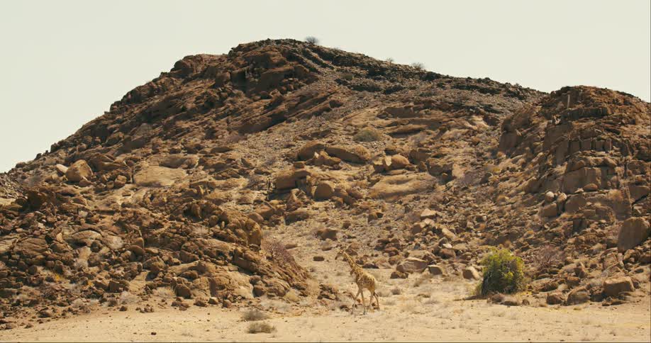 A tall giraffe slowly walks across a dusty clearing near a hill