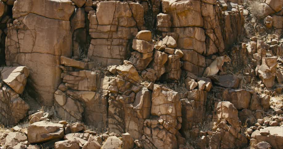 A desert-adapted lion is resting on a cliff by itself in the desert