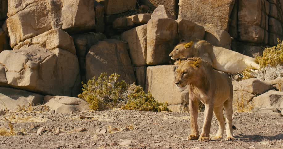Desert-adapted lions are walking around a canyon on a sunny day