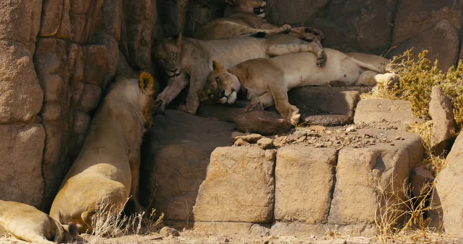 Desert-adapted lions rest in the shade of the mountain