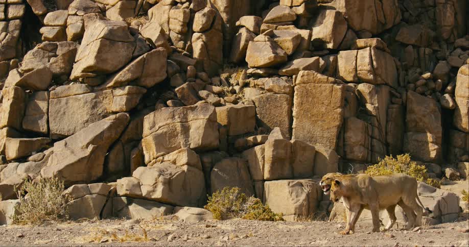 Two desert-adapted lions are walking in the jungle by a cliff