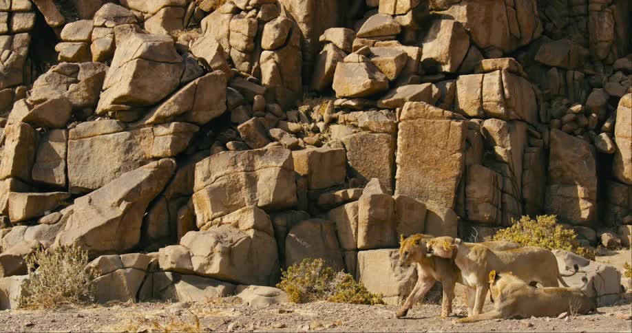 A formidable pile of large stones serving as the backdrop for three hungry desert-adapted lions their eyes fixed on the ground evoking a sense of primal anticipation and raw power