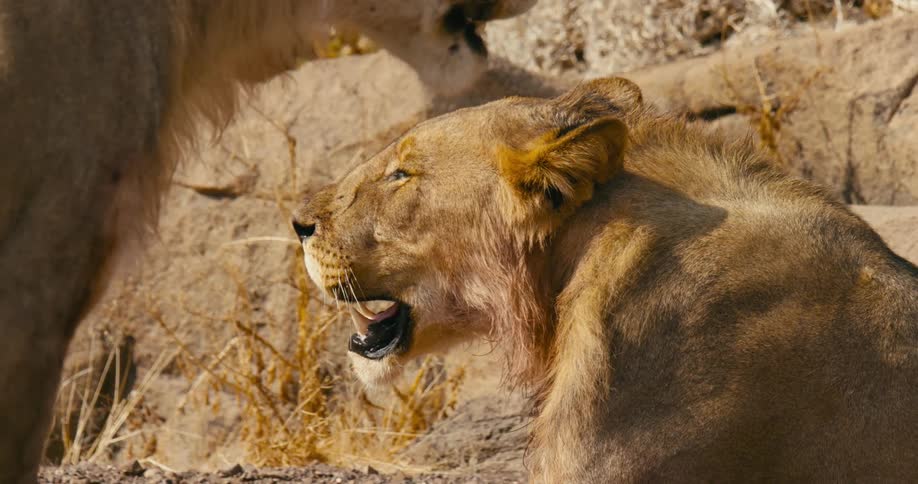 A young male desert-adapted lion rests in the sun and another lion approaches her