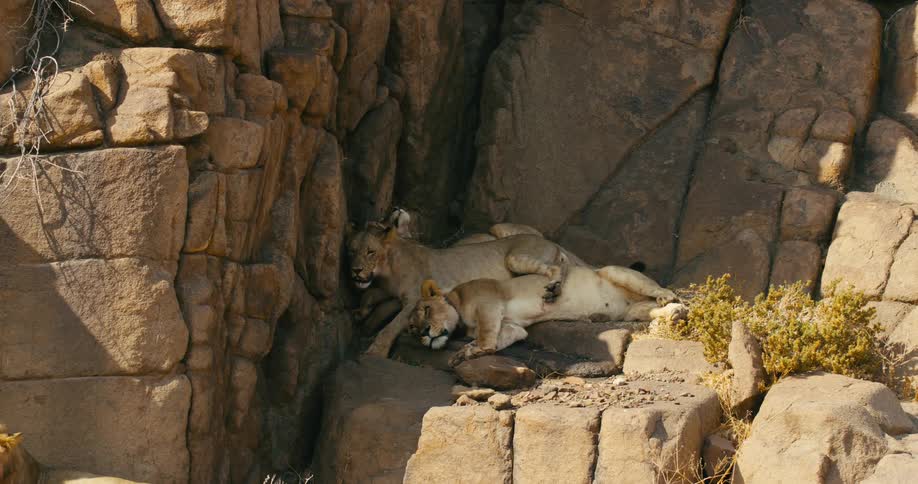 Two desert-adapted lions are resting on a cliff together