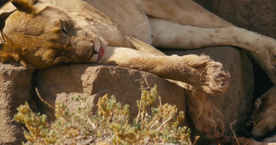 A desert-adapted lion is resting on a group of boulders on a sunny day