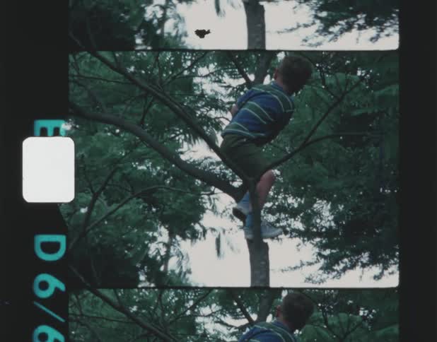 A young boy climbing in a small tree outdoors