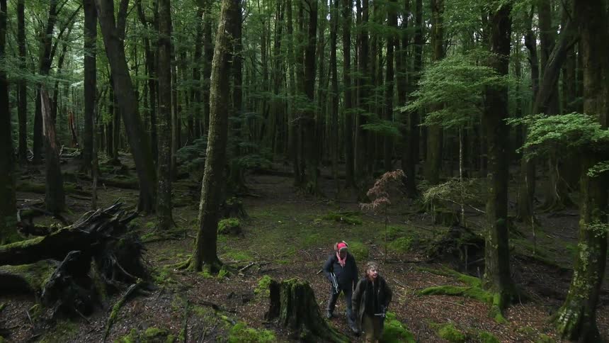 Two people hike through the woods below