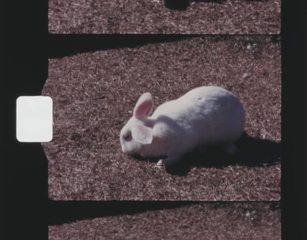 A bunny walking outside is displayed on film