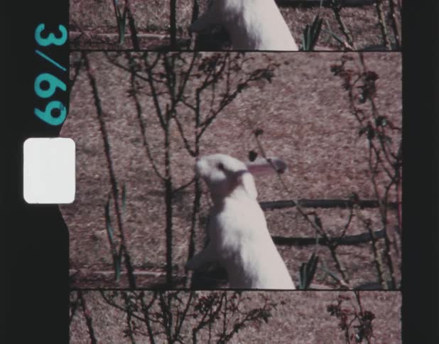 A white albino rabbit eating off a branch on its hindlegs
