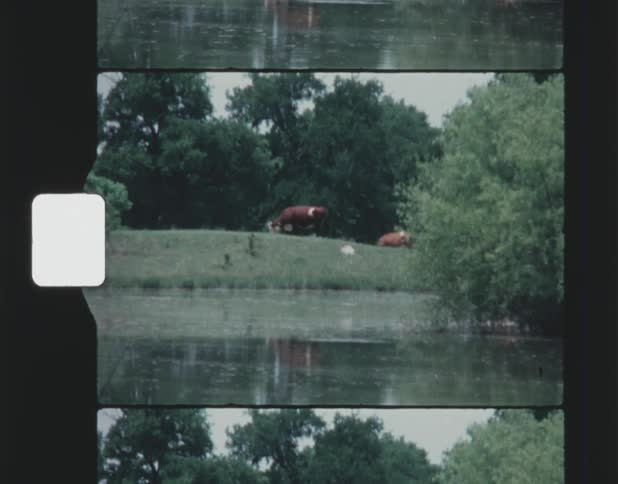 Film footage shows a cow grazing on grass near the edge of the water