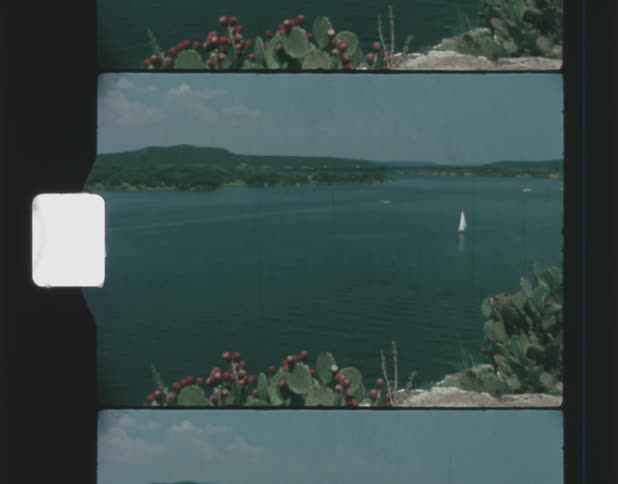 View of lake with cactus in the foreground and a white sailboat in the background vintage