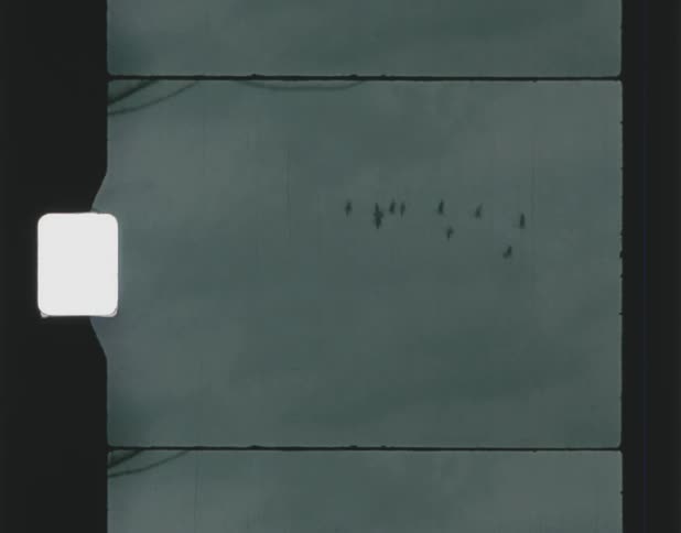 Birds fly through clouds over leafless trees