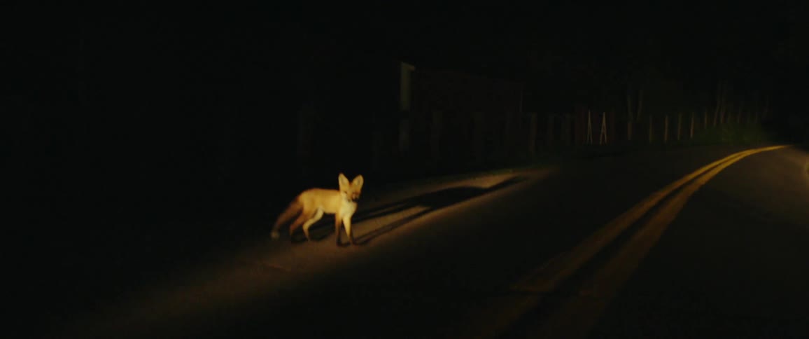A flashlight shines on a fox on a country road at night