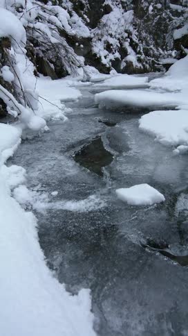 A partially frozen stream running between evergreen trees on a winter day