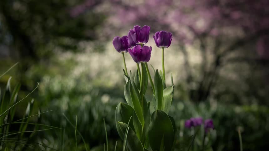 Purple tulips growing with flowering trees in the background