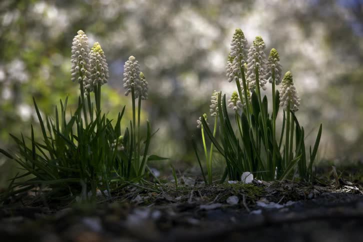 Time lapse of flowers sprouting out of the ground and growing