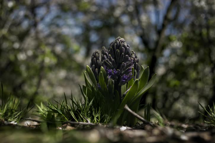 Close up time lapse of hyacinths growing in daytime