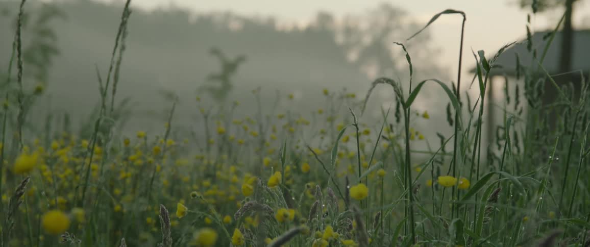 A view of flowers and grass outdoors